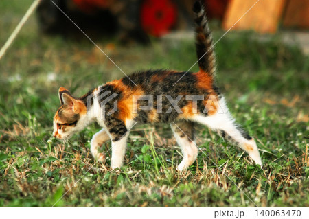 The calico kitten is walking around in the lawn. The calico kitten is walking around in the lawn. 140063470