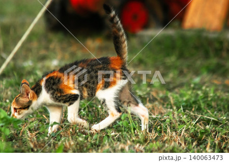 The calico kitten is walking around in the lawn. The calico kitten is walking around in the lawn. 140063473