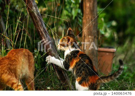The calico kitten is walking around in the lawn. The calico kitten is walking around in the lawn. 140063476