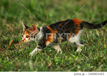 The calico kitten is walking around in the lawn. The calico kitten is walking around in the lawn. 140063483