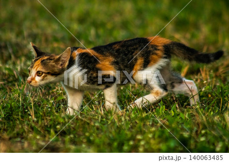 The calico kitten is walking around in the lawn. The calico kitten is walking around in the lawn. 140063485