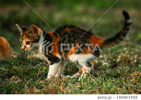 The calico kitten is walking around in the lawn. The calico kitten is walking around in the lawn. 140063489