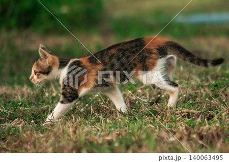 The calico kitten is walking around in the lawn. 140063495