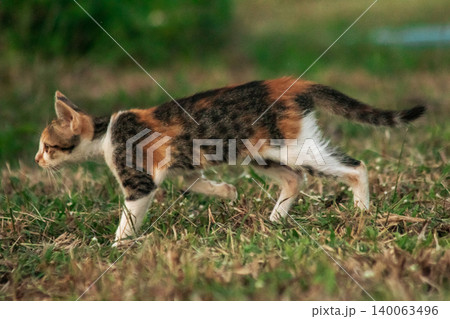 The calico kitten is walking around in the lawn. The calico kitten is walking around in the lawn. 140063496