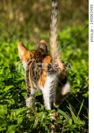 The calico kitten is walking around in the lawn. The calico kitten is walking around in the lawn. 140063499