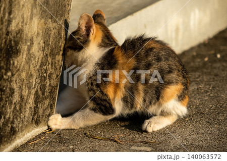 A calico kitten is sitting on the floor, staring with a curious look in its eyes. A calico kitten is sitting on the floor, staring with a curious look in its eyes. 140063572