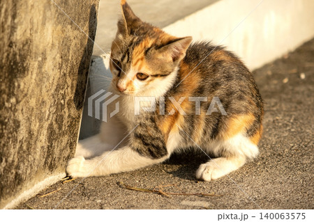A calico kitten is sitting on the floor, staring with a curious look in its eyes. A calico kitten is sitting on the floor, staring with a curious look in its eyes. 140063575