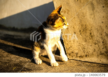 A calico kitten is sitting on the floor, staring with a curious look in its eyes. 140063579