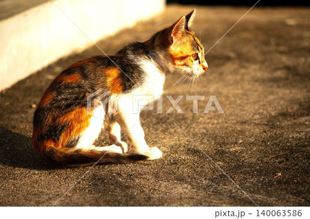 A calico kitten is sitting on the floor, staring with a curious look in its eyes. A calico kitten is sitting on the floor, staring with a curious look in its eyes. 140063586