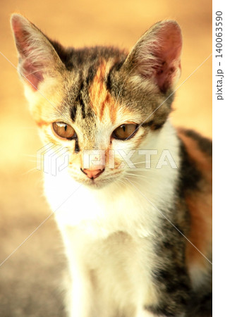 A calico kitten is sitting on the floor, staring with a curious look in its eyes. 140063590