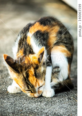 A calico kitten is sitting on the floor, staring with a curious look in its eyes. A calico kitten is sitting on the floor, staring with a curious look in its eyes. 140063599