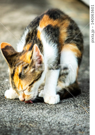 A calico kitten is sitting on the floor, staring with a curious look in its eyes. A calico kitten is sitting on the floor, staring with a curious look in its eyes. 140063601
