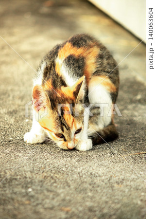 A calico kitten is sitting on the floor, staring with a curious look in its eyes. A calico kitten is sitting on the floor, staring with a curious look in its eyes. 140063604