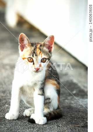 A calico kitten is sitting on the floor, staring with a curious look in its eyes. A calico kitten is sitting on the floor, staring with a curious look in its eyes. 140063608
