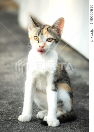A calico kitten is sitting on the floor, staring with a curious look in its eyes. A calico kitten is sitting on the floor, staring with a curious look in its eyes. 140063610