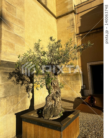 Olive tree in decorative planter against stone wall in sunlight Olive tree in decorative planter against stone wall in sunlight 140063748