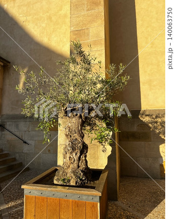 Olive tree in wooden planter against stone wall in sunlight Olive tree in wooden planter against stone wall in sunlight 140063750
