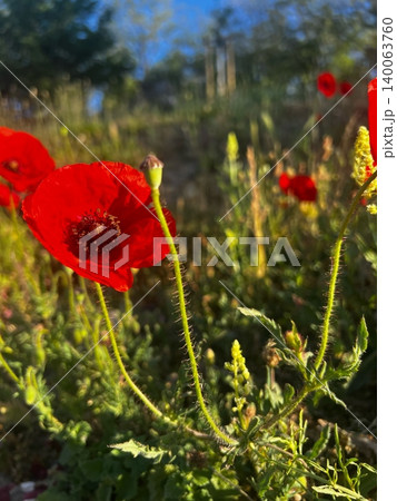 Red poppy flowers blooming in a natural landscape under blue sky Red poppy flowers blooming in a natural landscape under blue sky 140063760