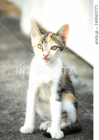 The calico kitten sits and stares with a curious look in its eyes. The calico kitten sits and stares with a curious look in its eyes. 140063771