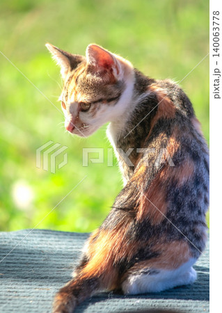 The calico kitten sits and stares with a curious look in its eyes. The calico kitten sits and stares with a curious look in its eyes. 140063778