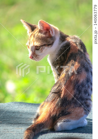 The calico kitten sits and stares with a curious look in its eyes. The calico kitten sits and stares with a curious look in its eyes. 140063779