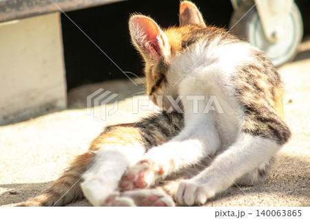 Calico kittens lick their fur. Calico kittens lick their fur. 140063865