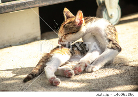Calico kittens lick their fur. 140063866
