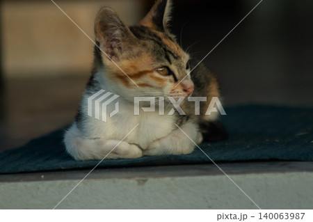 Calico kittens lie still on the floor. Calico kittens lie still on the floor. 140063987