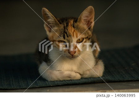 Calico kittens lie still on the floor. Calico kittens lie still on the floor. 140063995