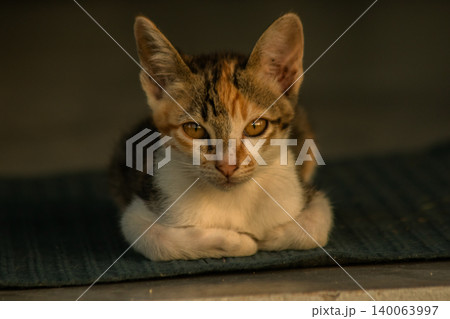 Calico kittens lie still on the floor. 140063997