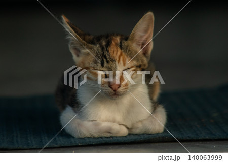 Calico kittens lie still on the floor. Calico kittens lie still on the floor. 140063999