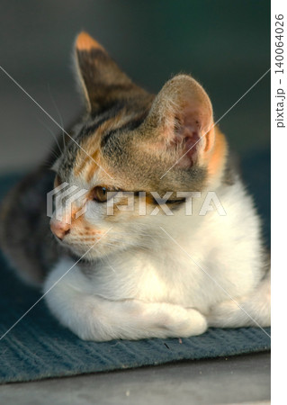 Calico kittens lie still on the floor. Calico kittens lie still on the floor. 140064026