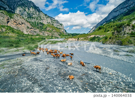 Brown cattle resting and standing on a wide, rocky riverbed in a majestic mountain valley on a clear day 140064038