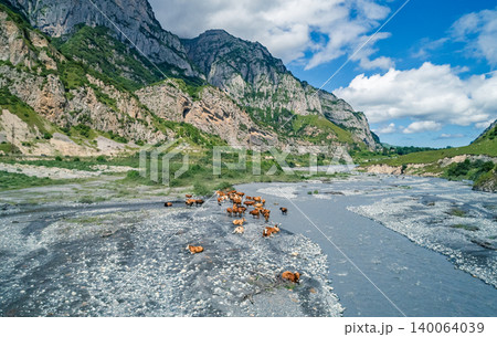 Brown cattle resting and standing on a wide, rocky riverbed in a majestic mountain valley on a clear day Brown cattle resting and standing on a wide, rocky riverbed in a majestic mountain valley on a clear day 140064039