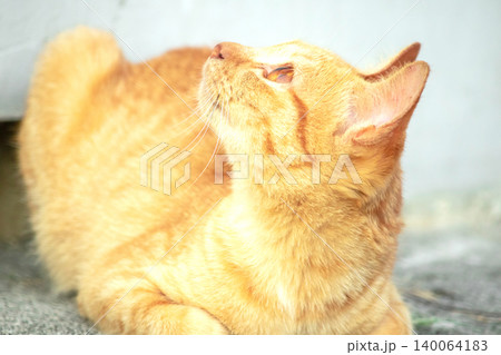 Orange cats play with ribbons that move. 140064183