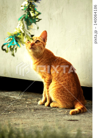 Orange cats play with ribbons that move. Orange cats play with ribbons that move. 140064186