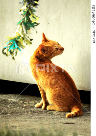 Orange cats play with ribbons that move. 140064188