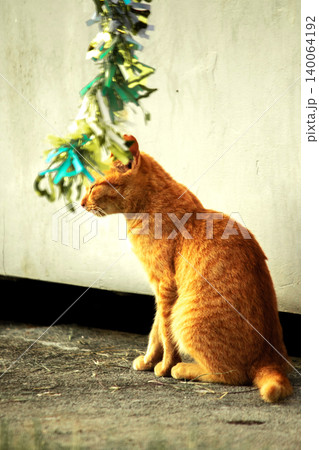 Orange cats play with ribbons that move. 140064192