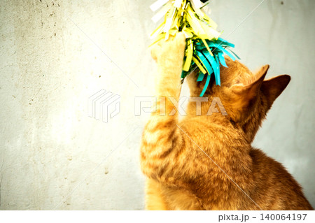 Orange cats play with ribbons that move. Orange cats play with ribbons that move. 140064197