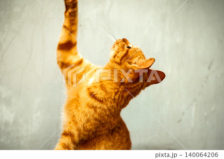 Orange cats play with ribbons that move. 140064206
