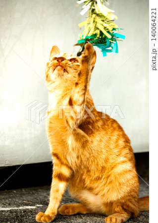 Orange cats play with ribbons that move. 140064221
