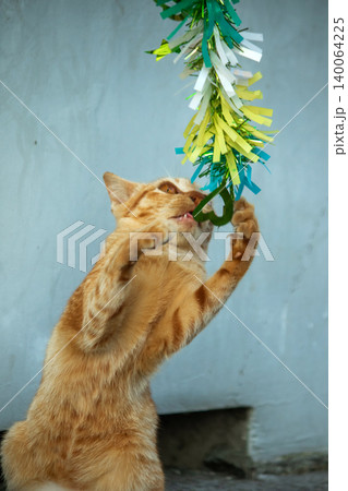 Orange cats play with ribbons that move. 140064225