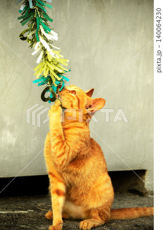 Orange cats play with ribbons that move. Orange cats play with ribbons that move. 140064230