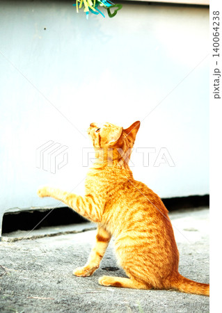 Orange cats play with ribbons that move. Orange cats play with ribbons that move. 140064238