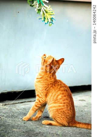 Orange cats play with ribbons that move. 140064242