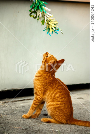 Orange cats play with ribbons that move. 140064243