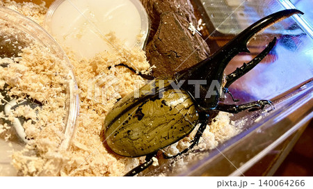 ヘラクレスオオカブトの迫力ある姿と昆虫飼育ケース ヘラクレスオオカブトの迫力ある姿と昆虫飼育ケース 140064266