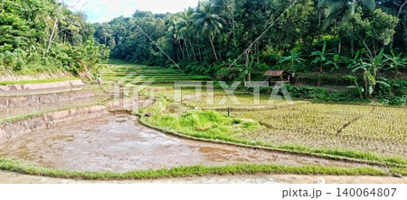 The charm of terraced rice fields in a village 140064807