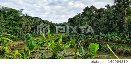 Vast rice fields with banana trees Vast rice fields with banana trees 140064810