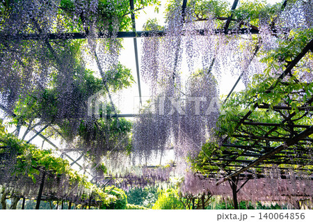 新緑の季節に咲き誇る藤棚の風景 新緑の季節に咲き誇る藤棚の風景 140064856